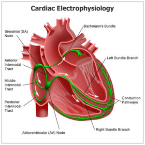 cardiac electrophysiology
