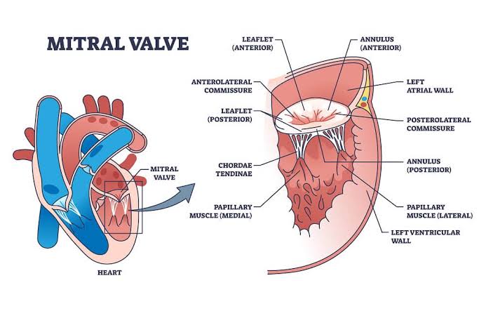 Transcatheter mitral and tricuspid Valve Interventions